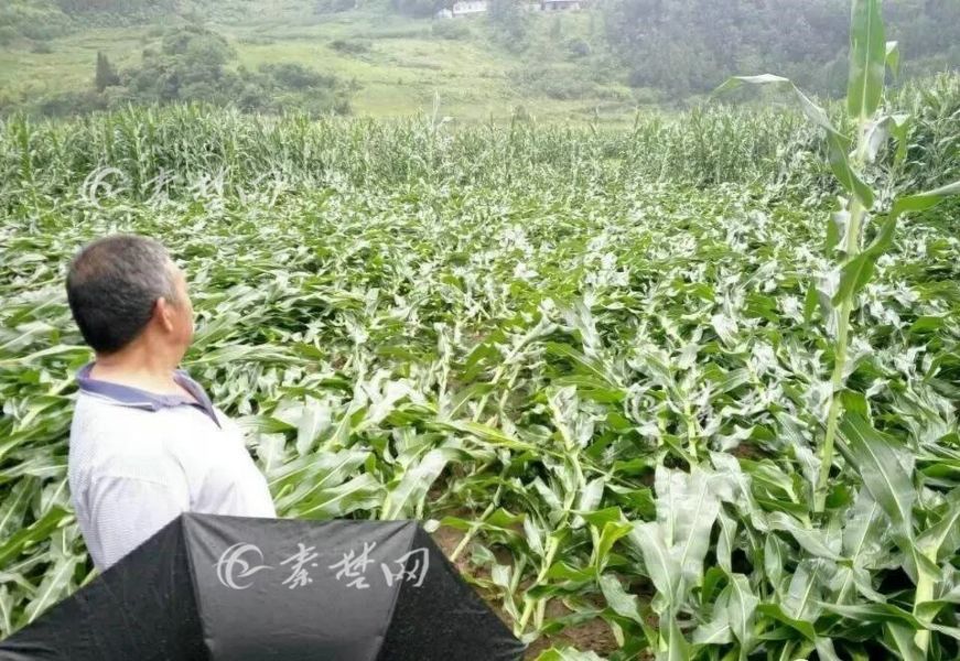 竹山部分乡镇遭大雨冰雹袭击  农户受灾