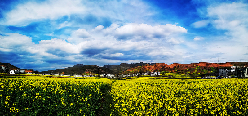 竹山油菜花—摄影：王俊