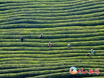 听竹山 | 家乡的那片茶叶园