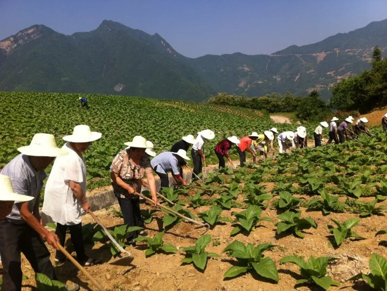 听竹山｜承载梦想的“金叶子”