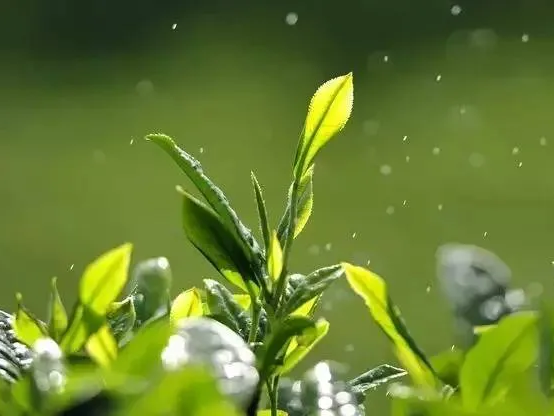 听竹山｜春日芳菲闲话茶，你是几级茶客？