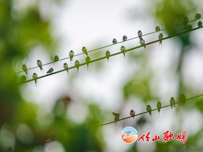 春燕雨中集会  叽喳快乐“聊天”