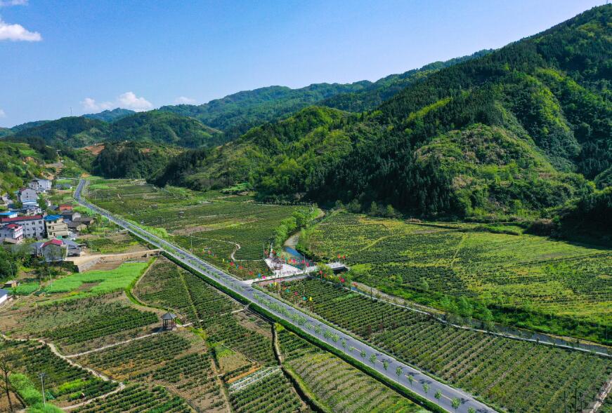 竹山：绿水青山  茶园飘香