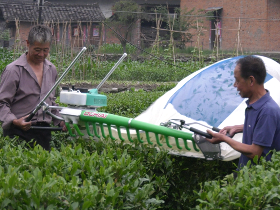 大宗茶壮大茶产业 茶农多赚“两季钱”