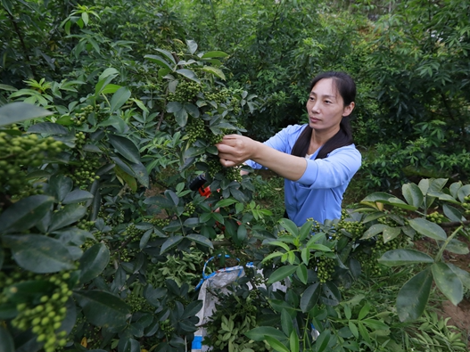 梁荣莉：村妇联主席变身“新农人”