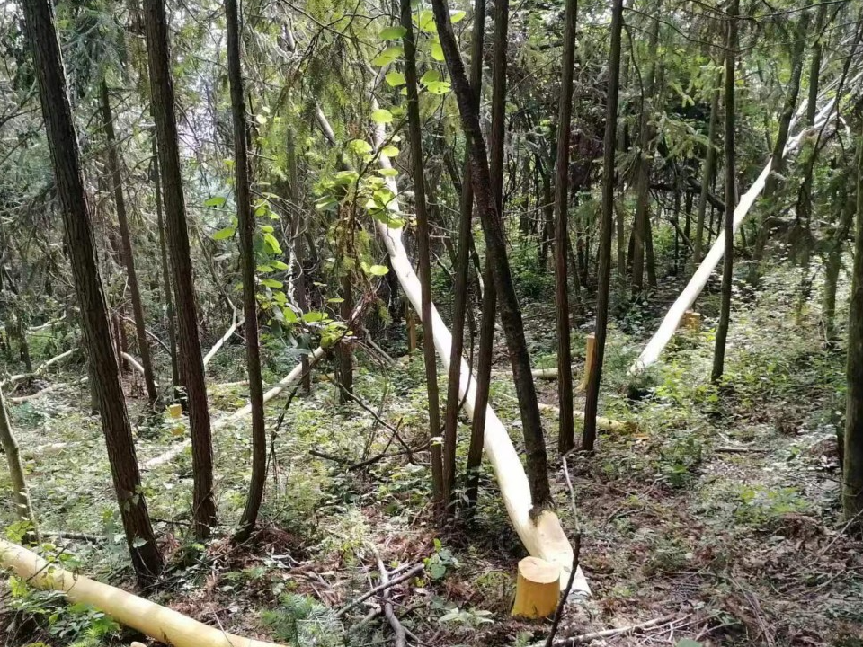 黄柏树皮不翼而飞   4名“剥皮大盗” 落网