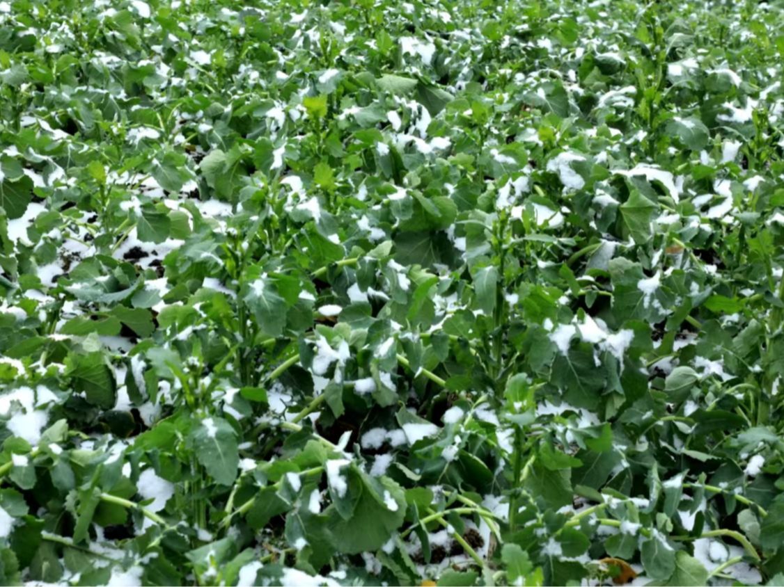 低温雨雪来袭，早春油菜该如何防冻？