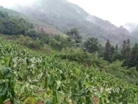 竹山部分乡镇遭大雨冰雹袭击  农户受灾