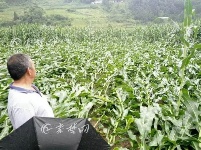 竹山部分乡镇遭大雨冰雹袭击  农户受灾