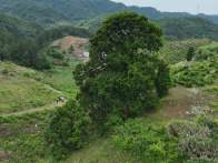 珍稀植物铁坚油杉“安家”竹山